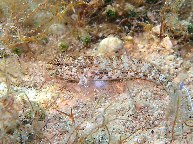 Gobius incognitus (M. Kovacic and R. anda, 2016) vs. Gobius bucchichi (Steindachner,1870)